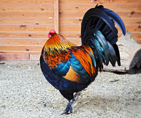 Fire rooster symbol of the 2017 year view from back