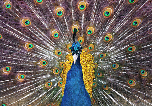 Peacock Pavo cristatus close up showing beautiful plumage of the