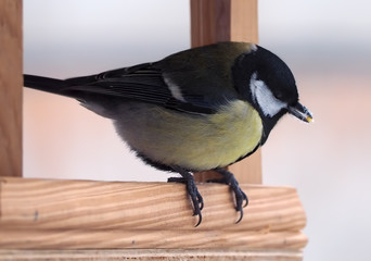 Tit with yellow plumage sitting at the wood feeder and keeping g