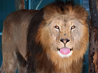 Lion standing shows his pink tongue