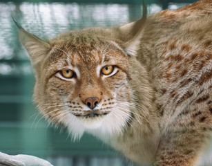 Lynx with bright yellow eyes portrait