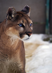 Puma with bright blue eyes at the snow
