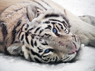 White tiger Panthera tigris bengalensis at snow portrait © Sergii Mironenko