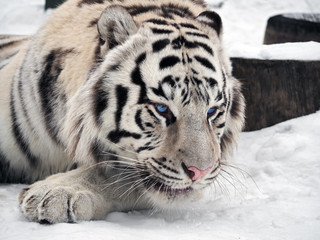 White tiger Panthera tigris bengalensis at the snow portrait