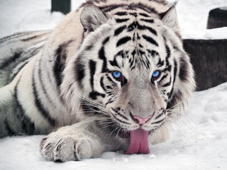 White tiger Panthera tigris bengalensis portrait with red tongue