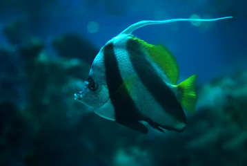 Fish Heniochus acuminatus at the deep ocean