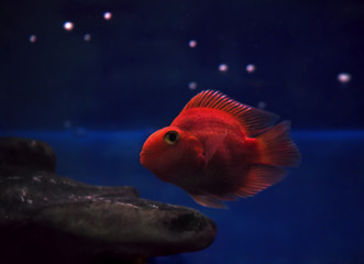 Golden red fish underwater sweaming away near the rocks under th
