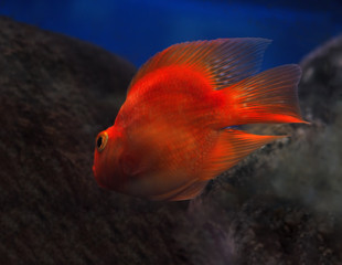 Golden red fish underwater sweaming away near the rocks view fro
