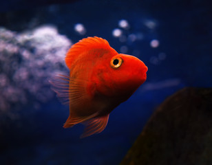 Golden red fish underwater sweaming near the rock at the blue wa