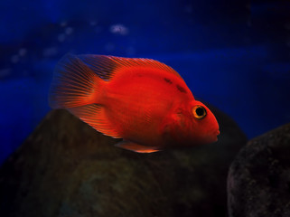 Golden red fish underwater sweaming near the rock at the blue wa