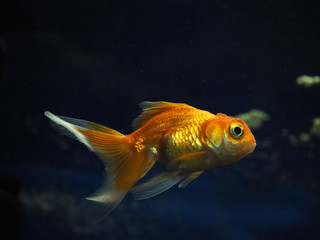 Fototapeta premium Golden yellow fish underwater sweaming away near rocks view from