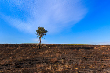 Lonely pine on the burnt ground