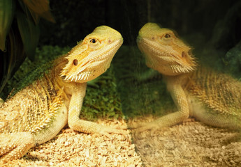 Lizard and his surprised reflection at the mirror