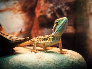 Lizard Agamidae at the stone close up