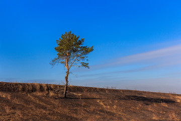 Lonely pine on the burnt ground