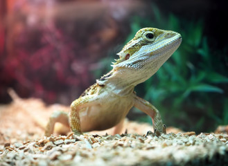 Lizard Agamidae close up