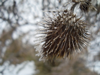Frozen thorn with ice on the barbs