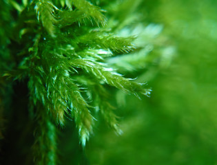 Fototapeta premium Green moss macro