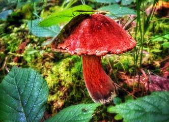 Red fat mushroom under the green leaf
