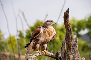Harris Hawk