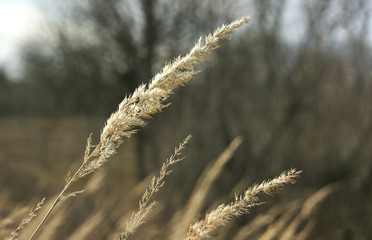 yellow spikelets