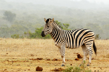 Burchell's Zebra standing and waiting