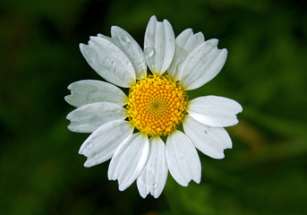 Daisy wheel with water drops on it