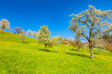 Obraz premium view of a cherry tree garden in springtime