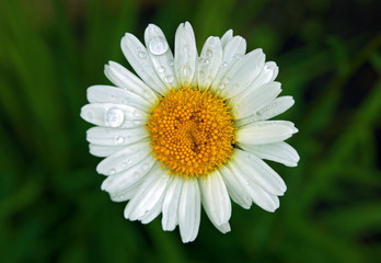 Fototapeta premium Daisy wheel with water drops
