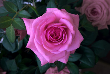 Pink rose