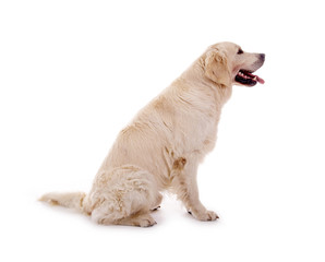 Blonder Golden Retriever Hund sitzend, seitlich