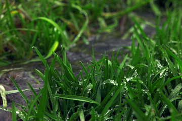 Green grass and water drop full view from top
