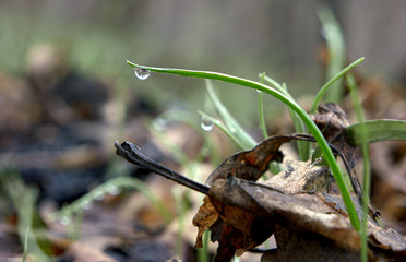 Obraz premium Green grass and water drop onee big on plant smoth