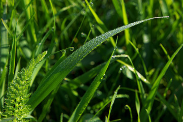 Green grass with big amount of water drops on it