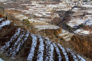 Fototapeta na wymiar vigne terrazzate in Val di Cembra; Trentino