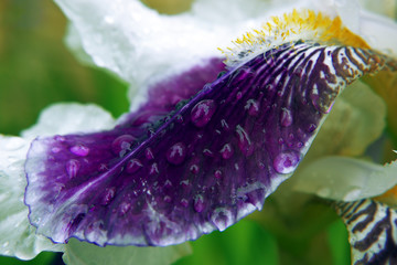 Lilac Iris after the rain with water drops on it