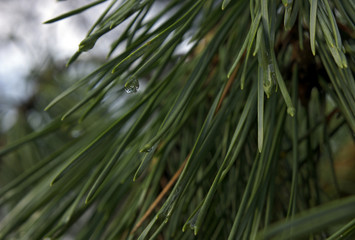 Pine needle and water drop on it