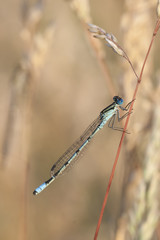 Dragonfly on a haulmn