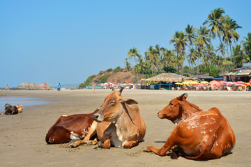 Cows laying on the beach