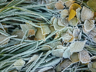 Green frozen grass and frozen leaves