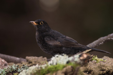 Blackbird, Turdus merula