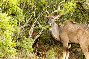 Greater Kudu hiding between the bushes