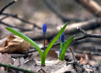 Snowdrop and wish to live