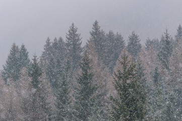 Obraz premium hard snowing in forest, bright background