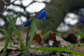 Snowdrop blue like sail on the wind