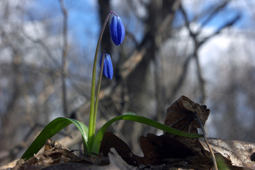 Snowdrop calm in the blue sky