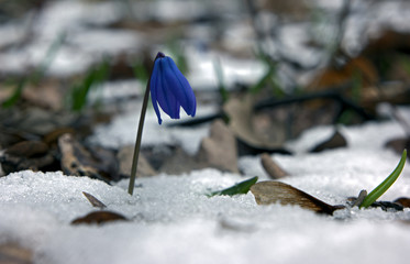 Snowdrop lost in the snow