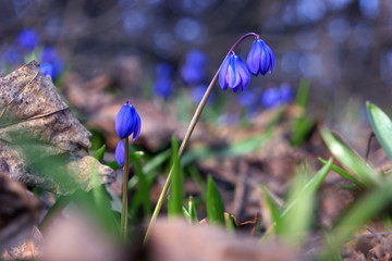 SNowdrop magic bell on the sun