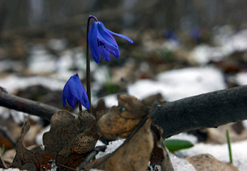 Snowdrop on the snow