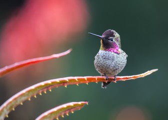 Anna's hummingbird (Calypte anna) - Powered by Adobe
